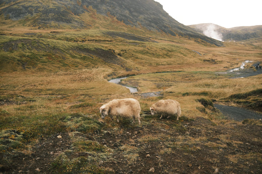Protecting Our Public Lands: A Bridge to the Wild
