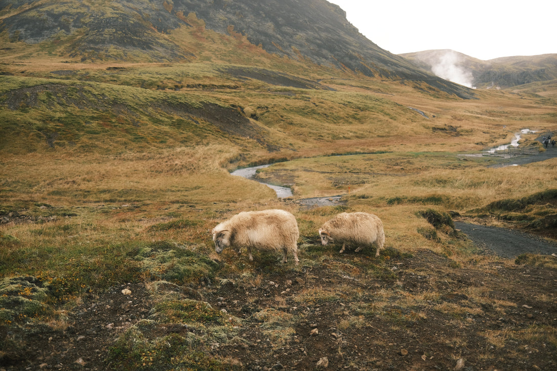 Public Lands: A bridge between us and the wild